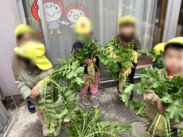 画像：大根掘り