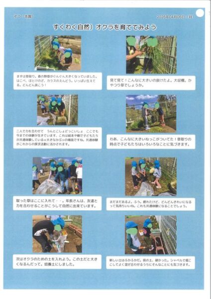 画像：オクラを育ててみよう